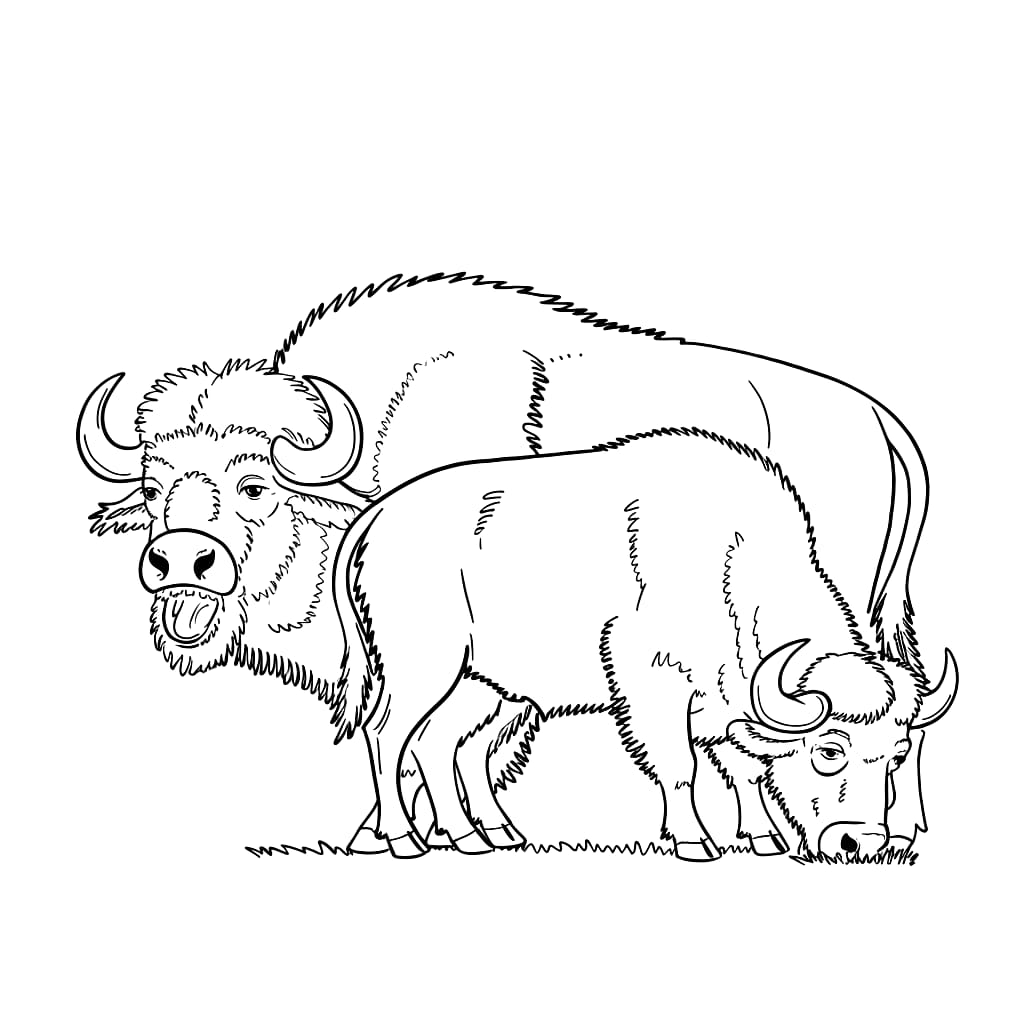 Hai Con Trâu Rừng