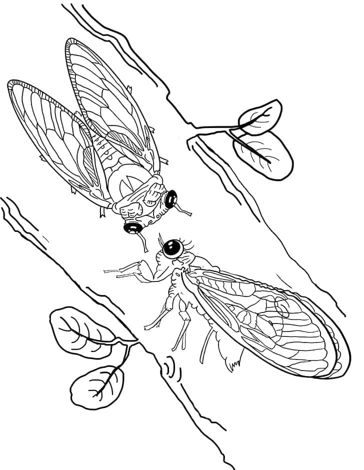Hai Con Ve Sầu Trên Cây