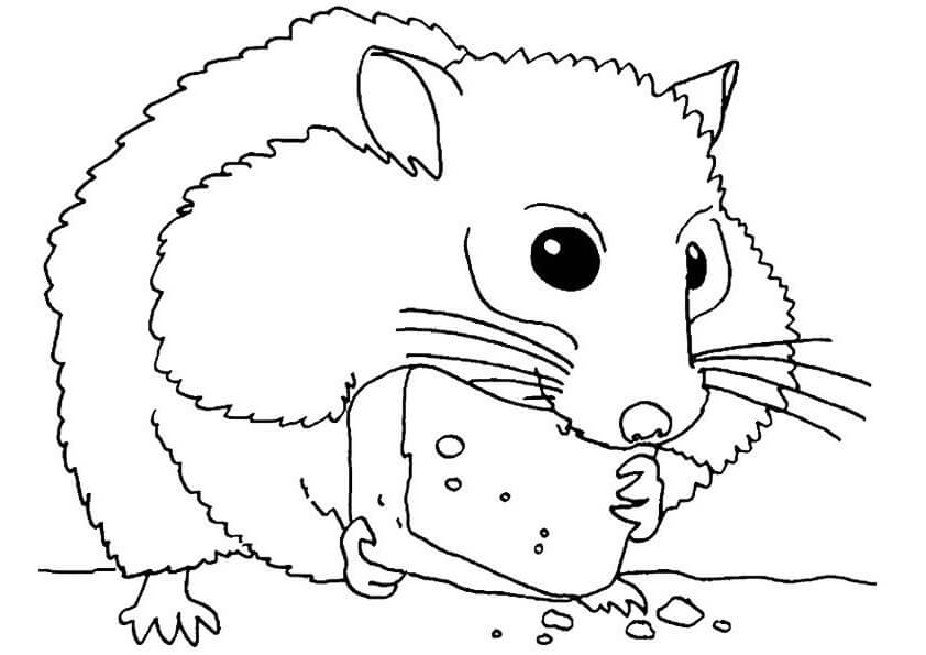 Hamster Ăn Bánh