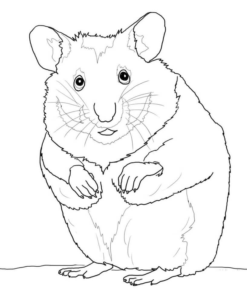 Hamster Béo Ú