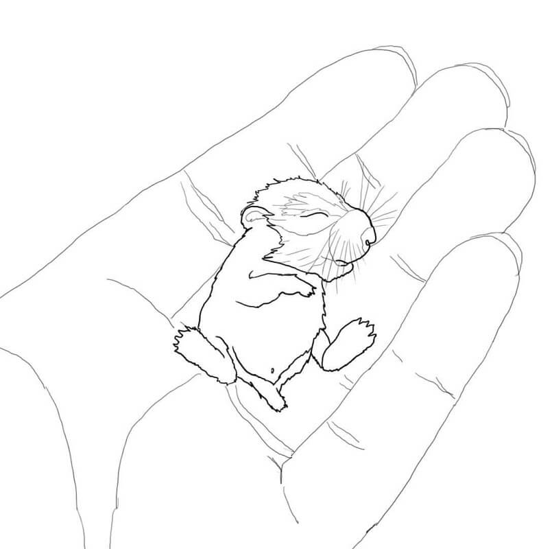 Hamster Trên Bàn Tay