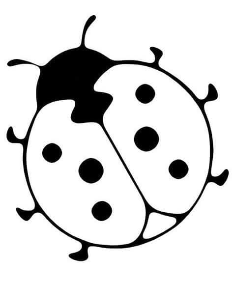 Hình Vẽ Bọ Cánh Cam