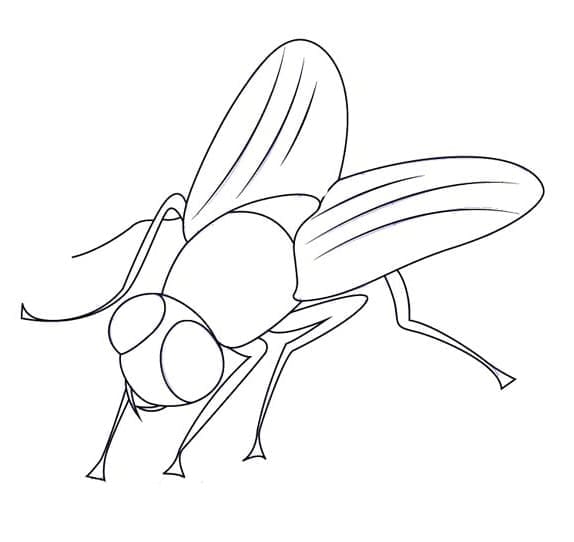 Tô Màu Con Ruồi