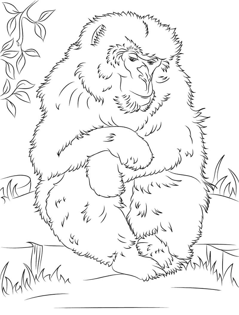 Khỉ Macaque Nhật Bản