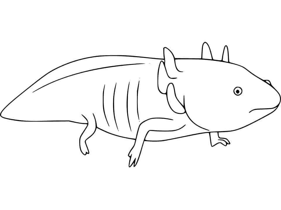 Tô Màu Axolotl