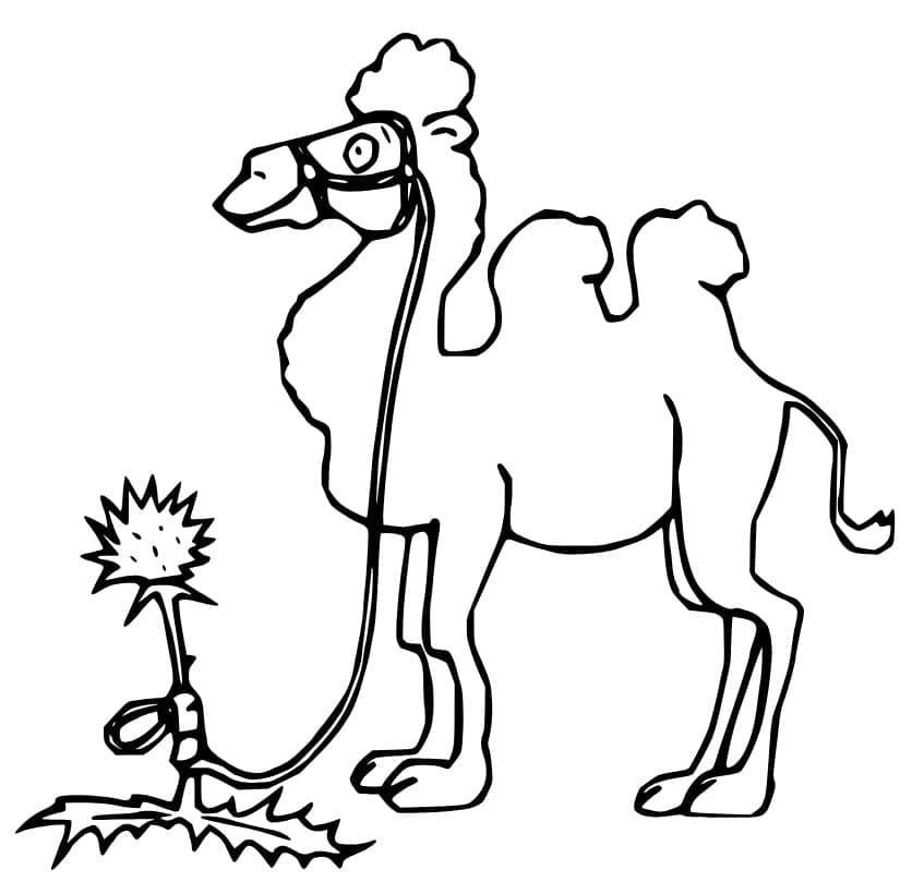 Lạc Đà Và Bông Hoa