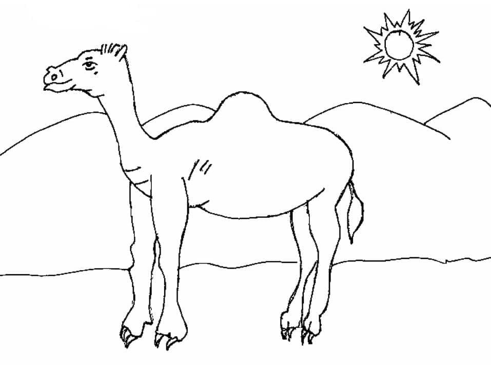 Lạc Đà Và Mặt Trời