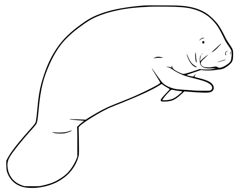 Lợn Biển Đơn Giản Nhất