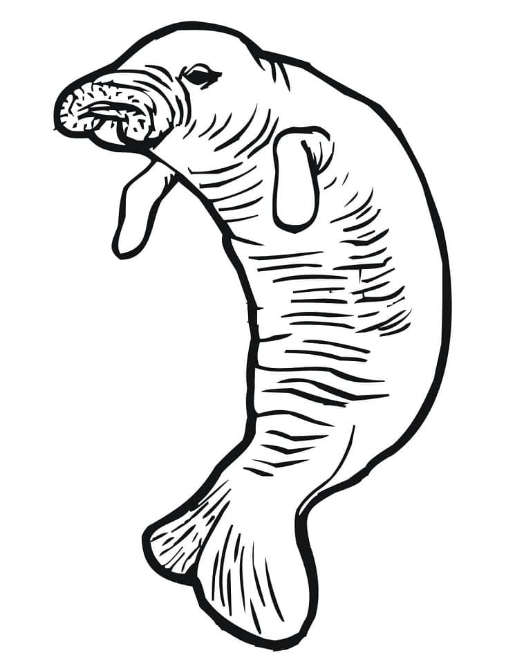 Lợn Biển Vui Nhộn