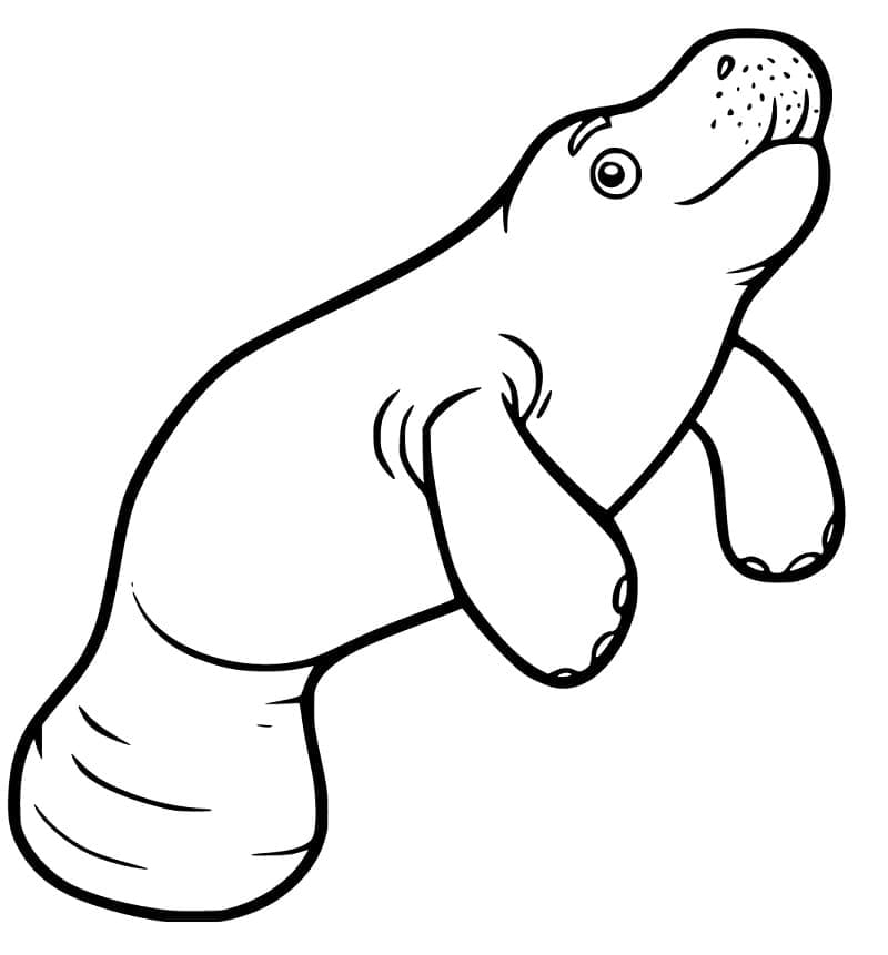 Lợn Biển Vui Vẻ