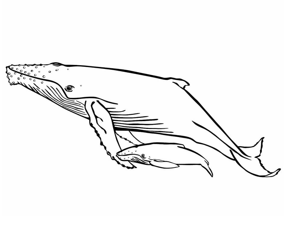 Mẹ Con Cá Voi Lưng Gù