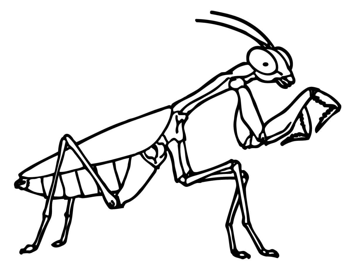 Một Con Bọ Ngựa