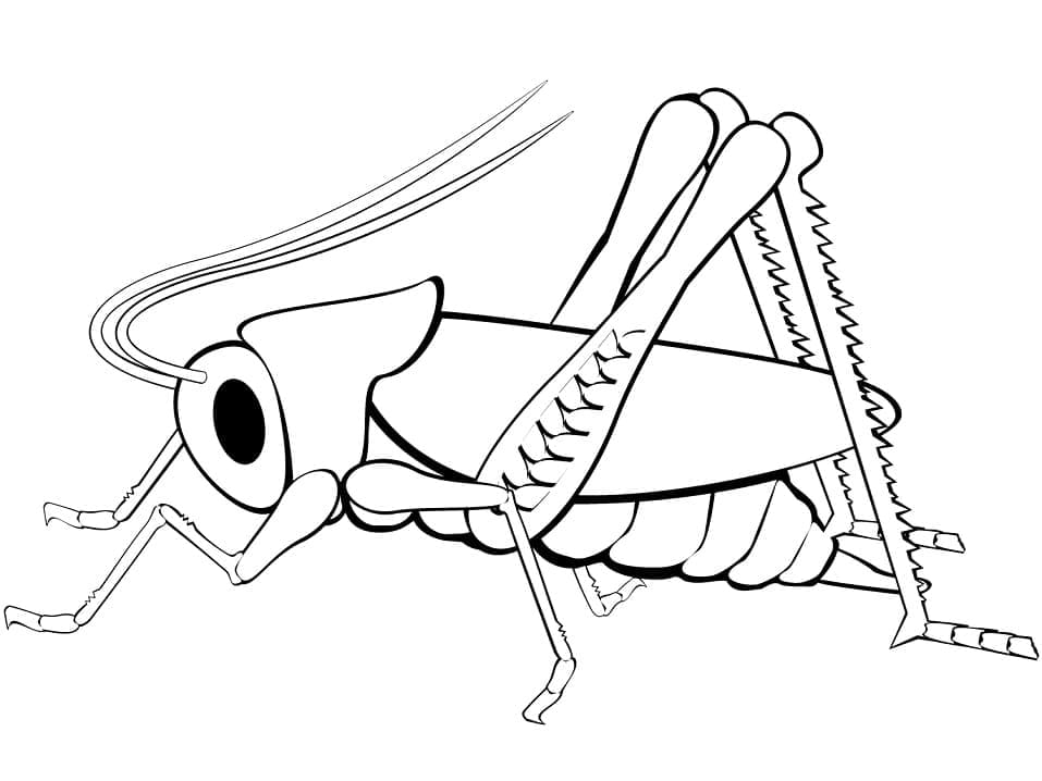 Một Con Châu Chấu