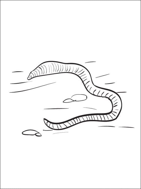 Một Con Giun Đất