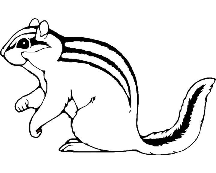 Một Con Sóc Chuột