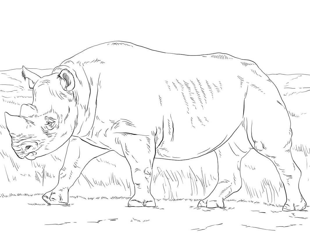 Tê Giác Hoang Dã Trên Đồng