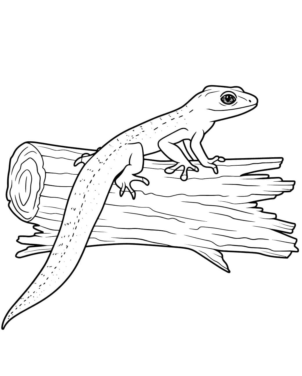 Thằn Lằn Đuôi Dài