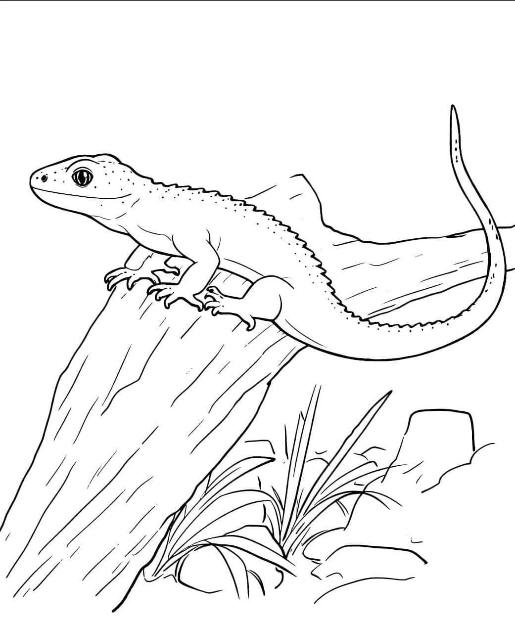 Thằn Lằn Nằm Trên Cục Gỗ