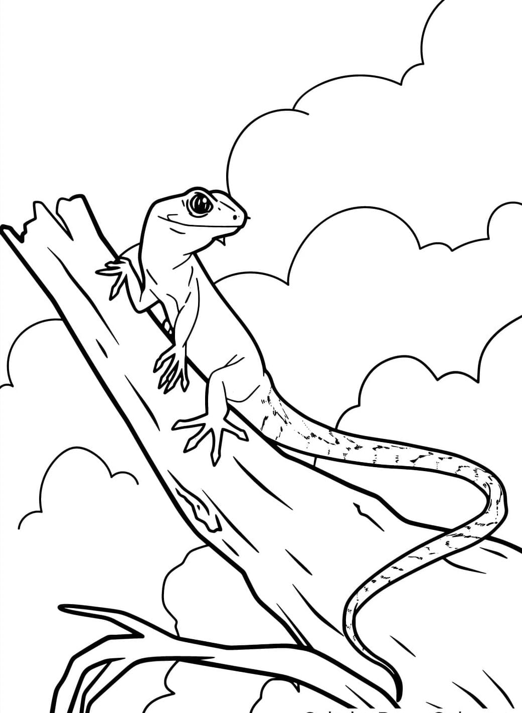 Thằn Lằn Trên Cây