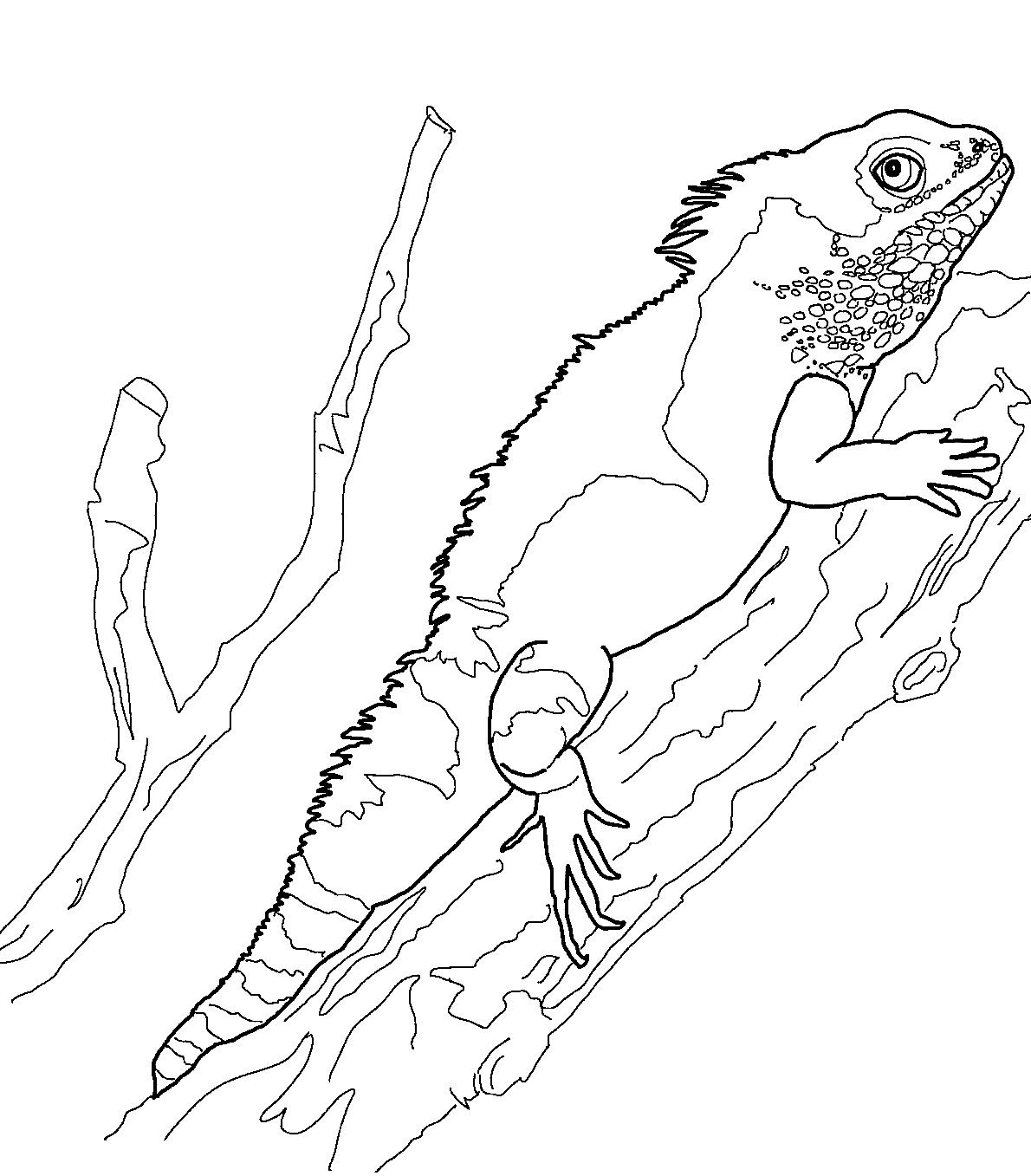 Thằn Lằn Trung Quốc