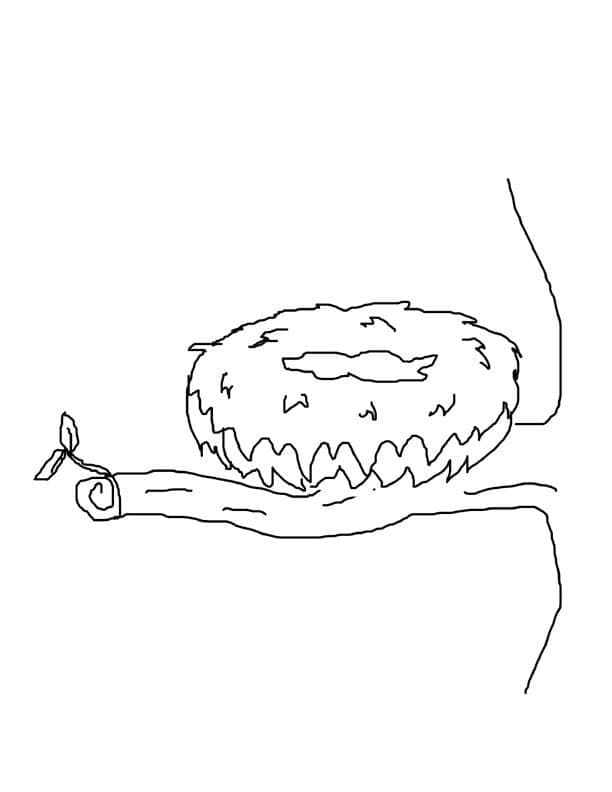 Tổ Chim Ở Trên Cây