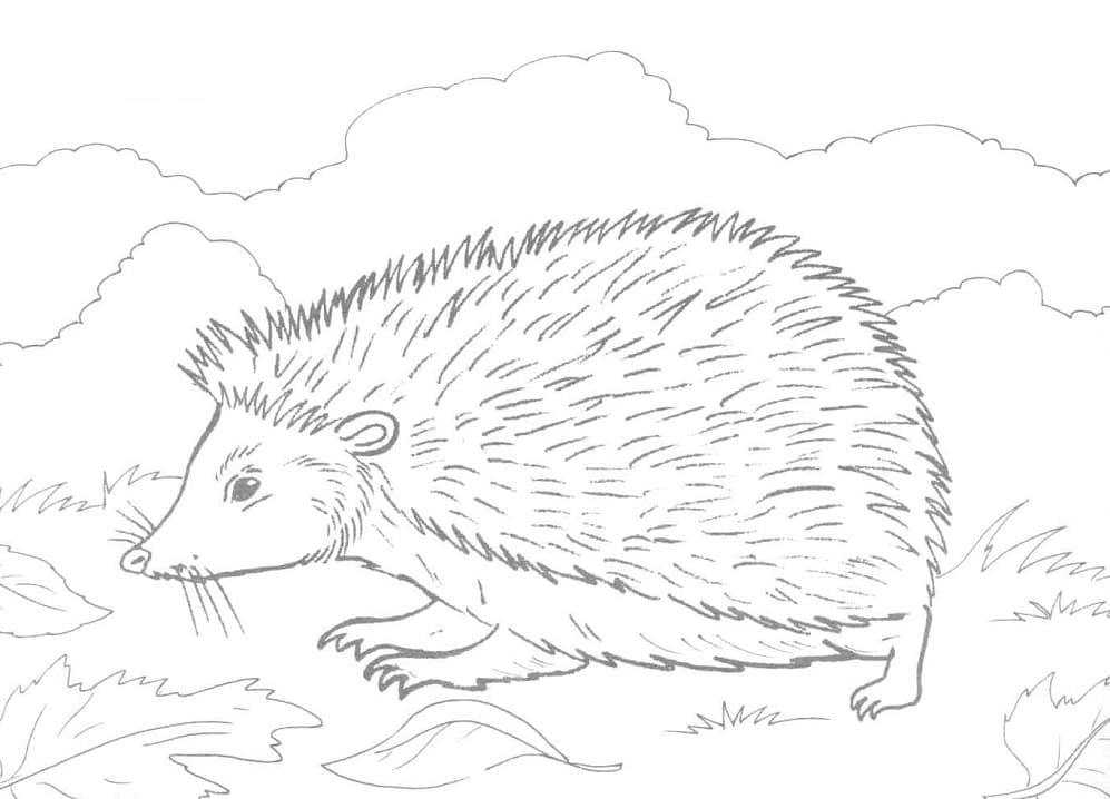 Tranh Vẽ Con Nhím