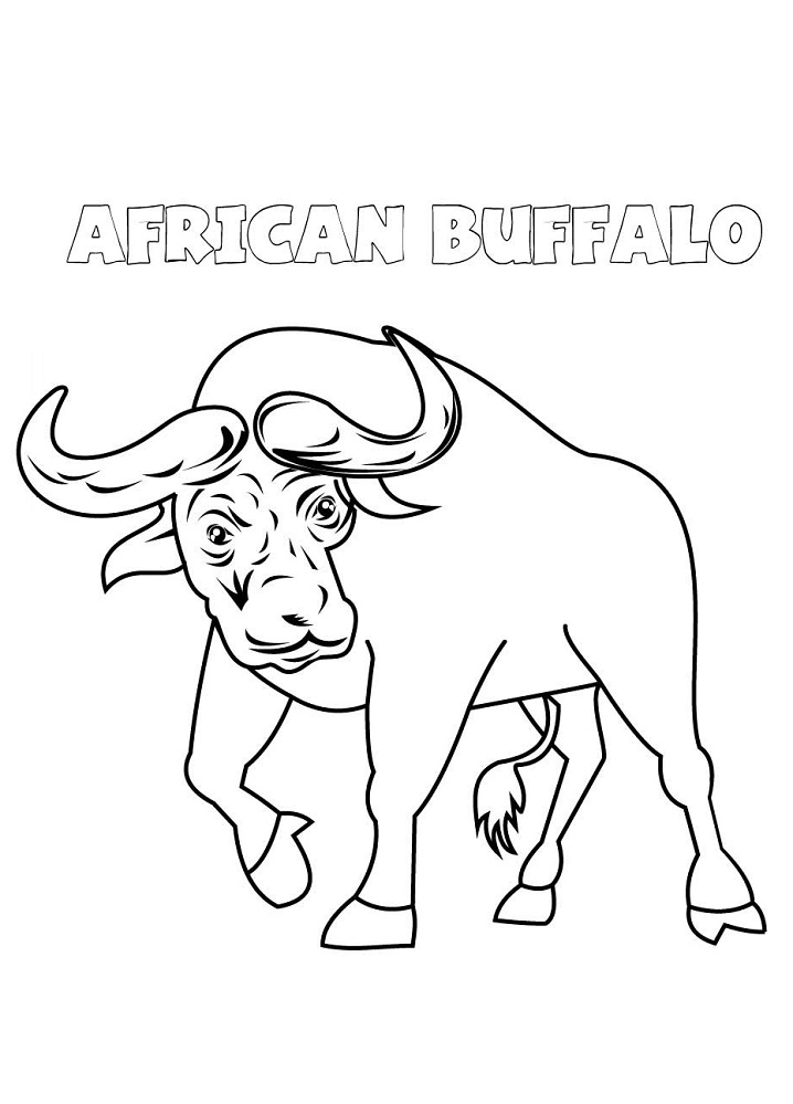 Trâu Rừng Châu Phi