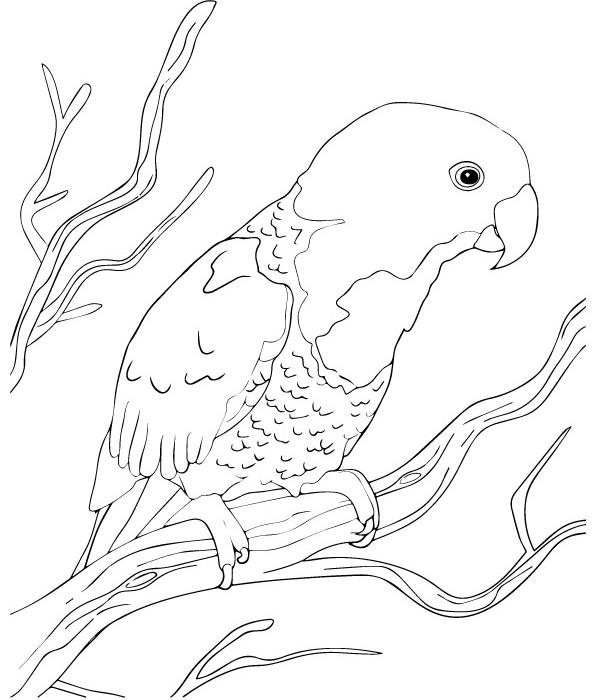 vẹt xanh dương trên cành