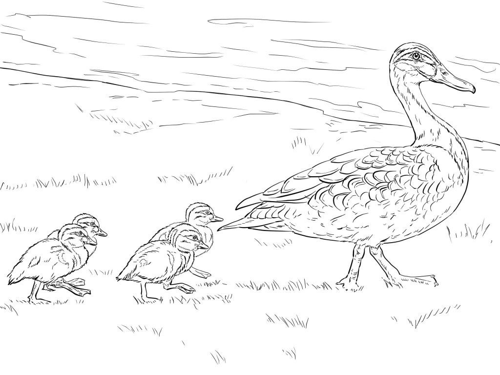 vịt mẹ và vịt con