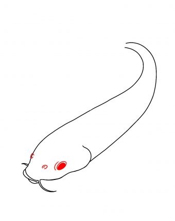 Hướng dẫn cách vẽ cá koi đơn giản và đẹp cho bé - Bước 5