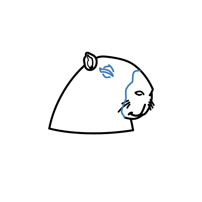 Hướng dẫn vẽ Capybara đang ngâm nước. - Bước 4