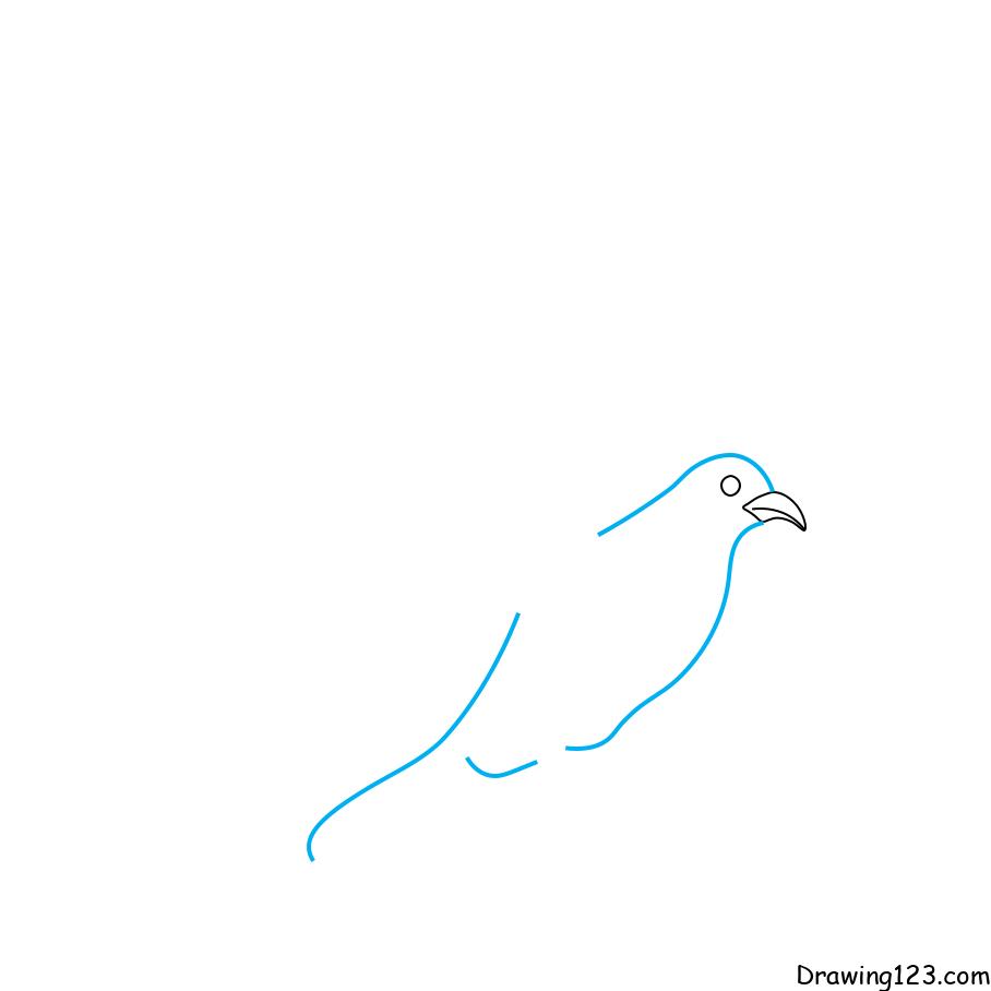 Hướng dẫn vẽ chim bồ câu - Bước 2