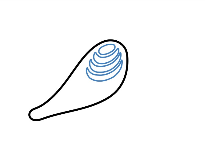 Hướng dẫn vẽ chú chim bồ câu lớn. - Bước 2