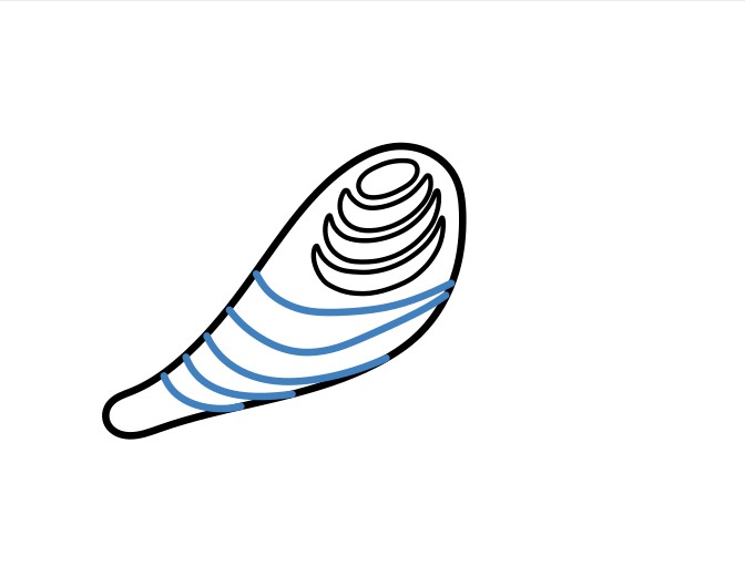 Hướng dẫn vẽ chú chim bồ câu lớn. - Bước 3