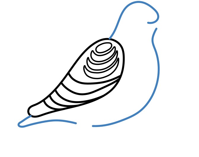 Hướng dẫn vẽ chú chim bồ câu lớn. - Bước 4