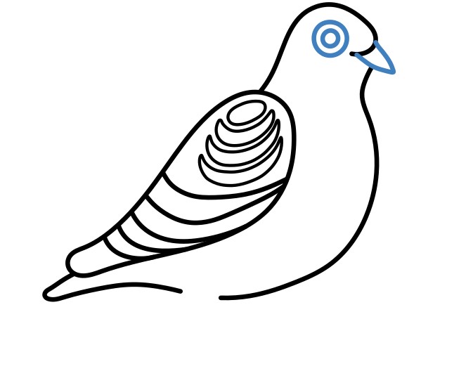 Hướng dẫn vẽ chú chim bồ câu lớn. - Bước 5