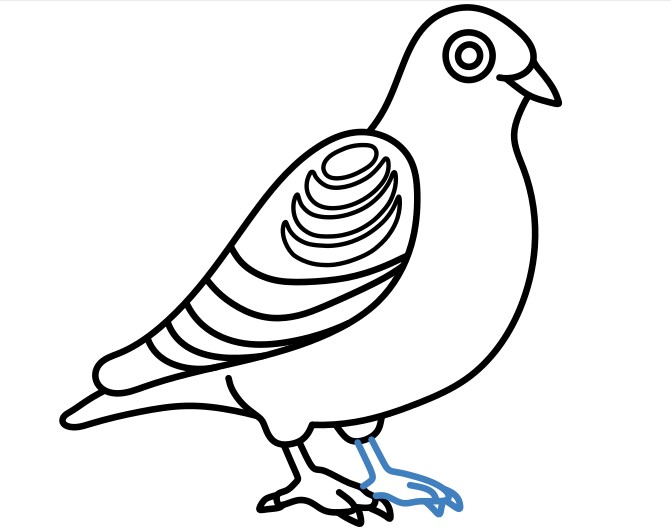 Hướng dẫn vẽ chú chim bồ câu lớn. - Bước 8