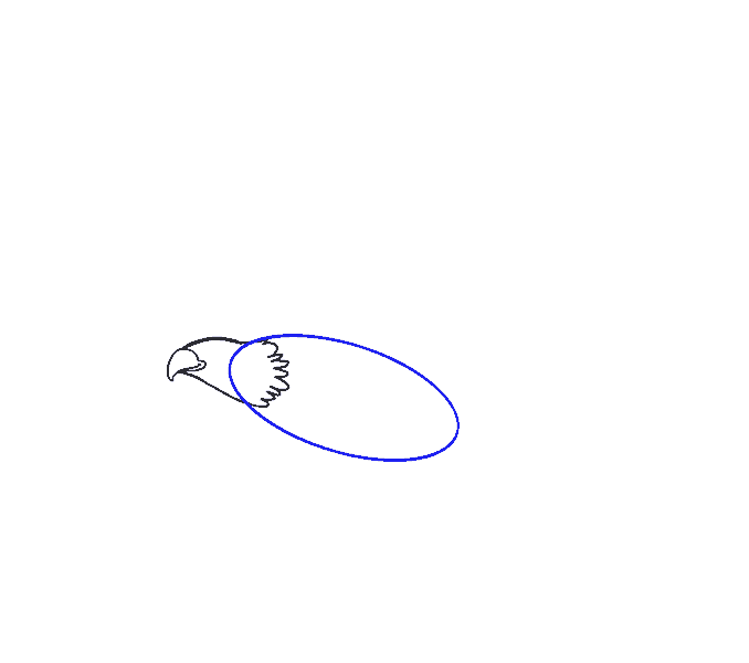 Hướng dẫn cách vẽ chim đại bàng (chúa tể bầu trời) đang bay lượn thật đẹp và đơn giản cho bé - Bước 4