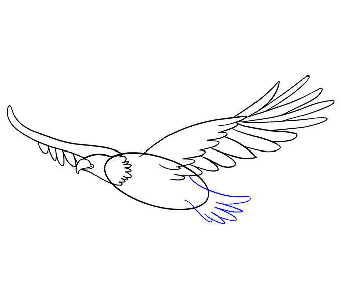 Hướng dẫn cách vẽ chim đại bàng (chúa tể bầu trời) đang bay lượn thật đẹp và đơn giản cho bé - Bước 6