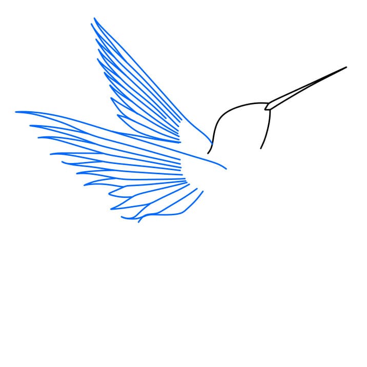 Hướng dẫn cách vẽ chim ruồi đơn giản và đẹp cho bé - Bước 2