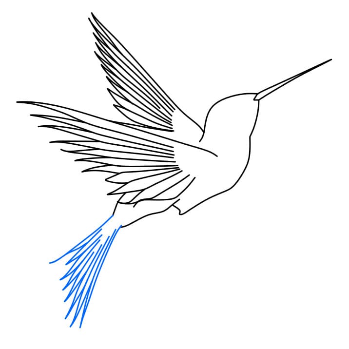 Hướng dẫn cách vẽ chim ruồi đơn giản và đẹp cho bé - Bước 4