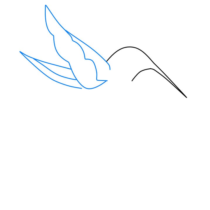 Hướng dẫn vẽ dễ dàng : chim ruồi - Bước 3