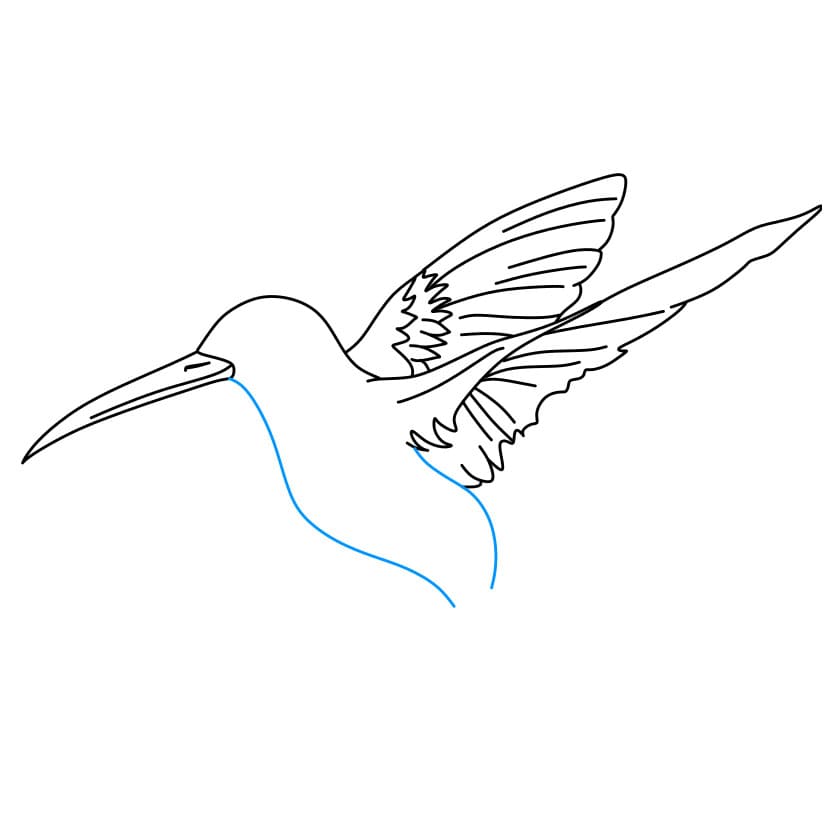 Hướng dẫn cách vẽ chim ruồi đang bay cực đẹp - Bước 4