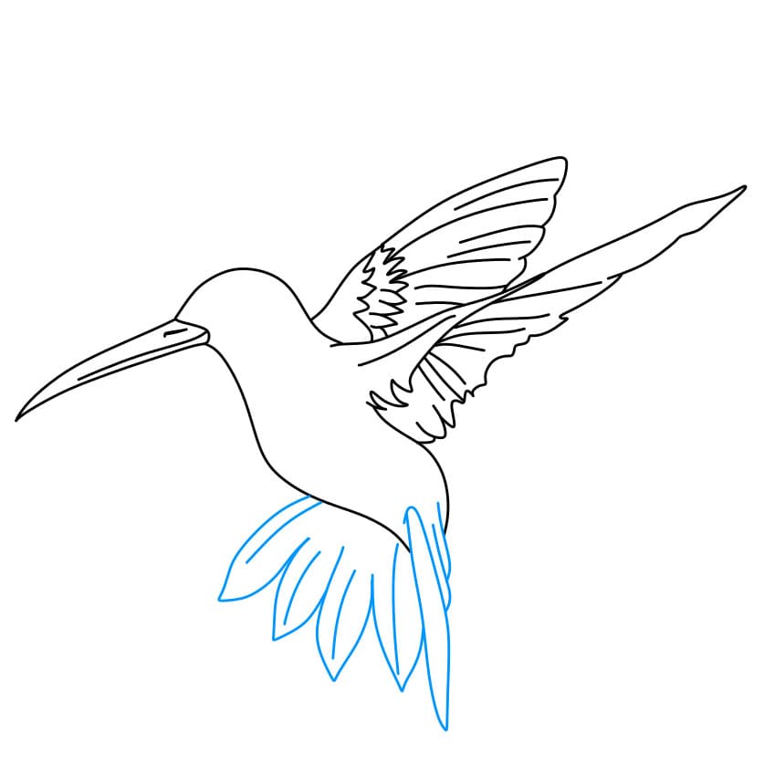 Hướng dẫn cách vẽ chim ruồi đang bay cực đẹp - Bước 5