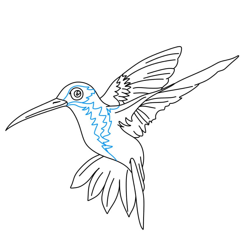 Hướng dẫn cách vẽ chim ruồi đang bay cực đẹp - Bước 7