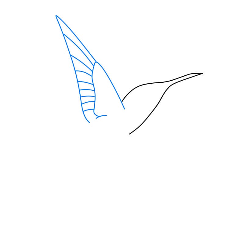 Hướng dẫn cách vẽ chim ruồi đơn giản dễ thương - Bước 3