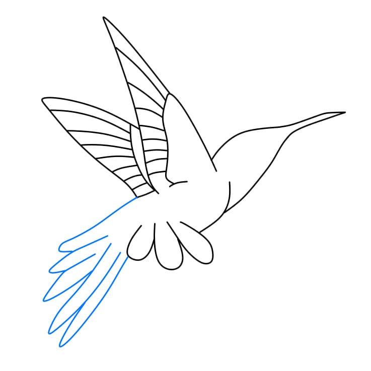 Hướng dẫn cách vẽ chim ruồi đơn giản dễ thương - Bước 5