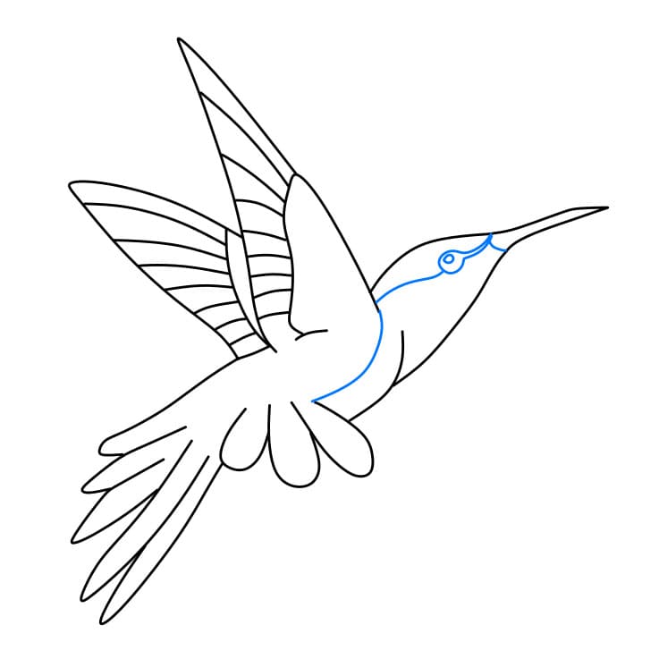 Hướng dẫn cách vẽ chim ruồi đơn giản dễ thương - Bước 6