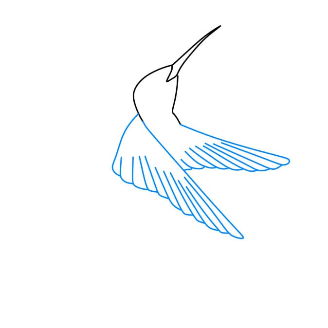 Hướng dẫn cách vẽ chim ruồi chi tiết từng bước cho bé - Bước 2