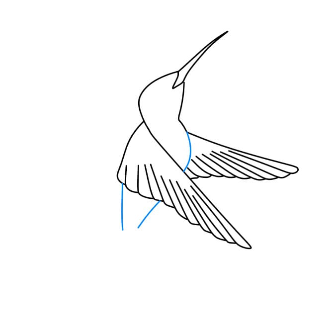 Hướng dẫn cách vẽ chim ruồi chi tiết từng bước cho bé - Bước 3